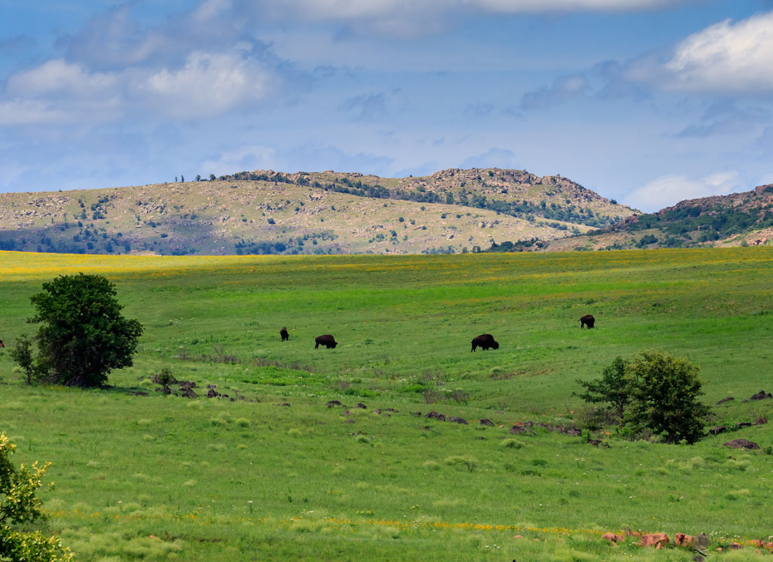Muskogee, OK - Scenic View of Buffalo Grazing on a Green Field with Mountains in the Background in Muskogee Oklahoma
